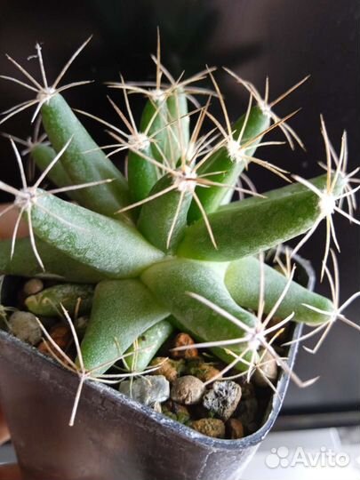 Маммиллярия (далихотелле) лонгимамма