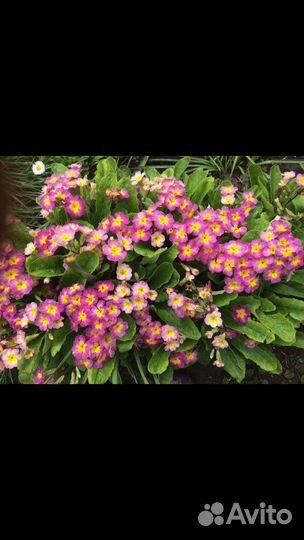 Садовые цветы Примула