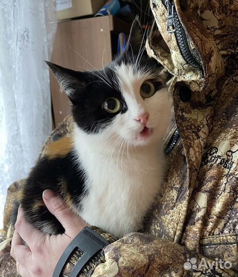 Кошка трехцветная