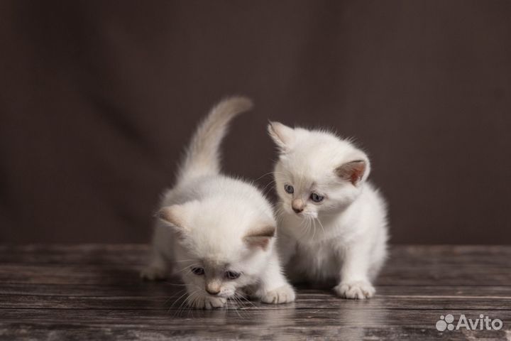 Шотландские котята