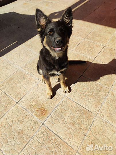 Немецкая овчарка