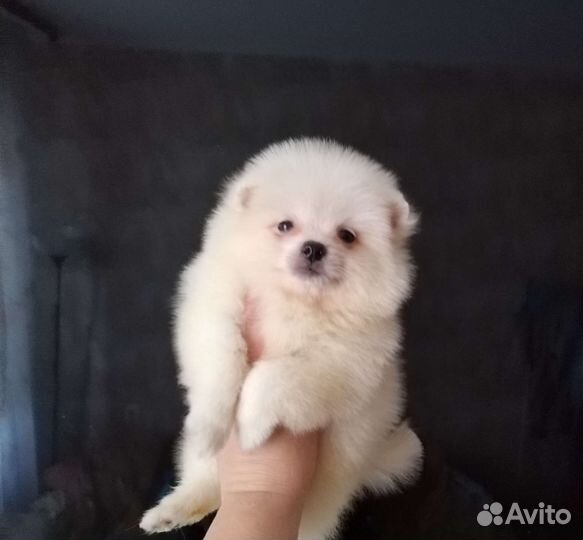 Померанский шпиц