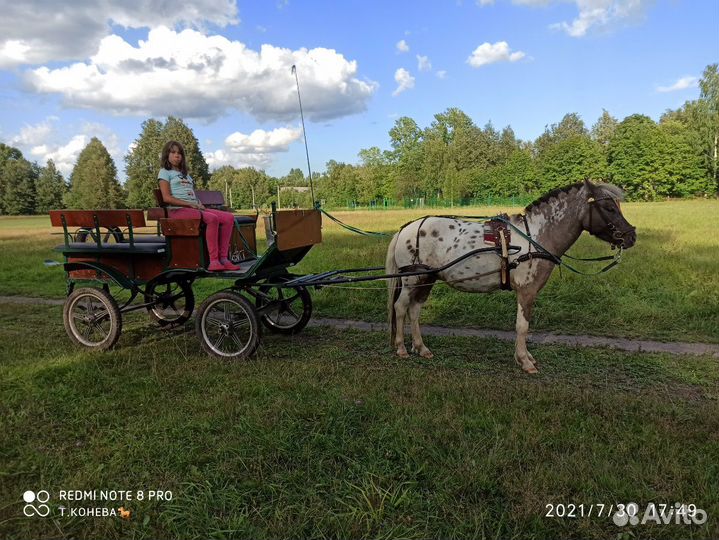 Катание на пони, фотосессии