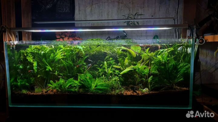 Анцитрусы, гуппи панда, моллинезии, Эх тропика