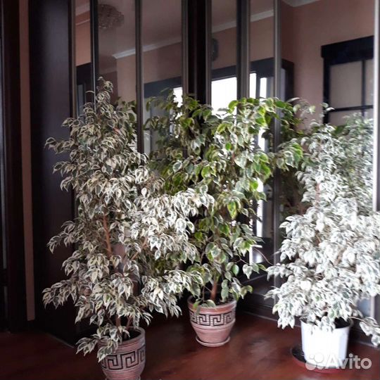Фикус бенджамина, (в белом продан)