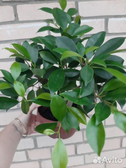 Фикус (микрокарпа) Гинсенг