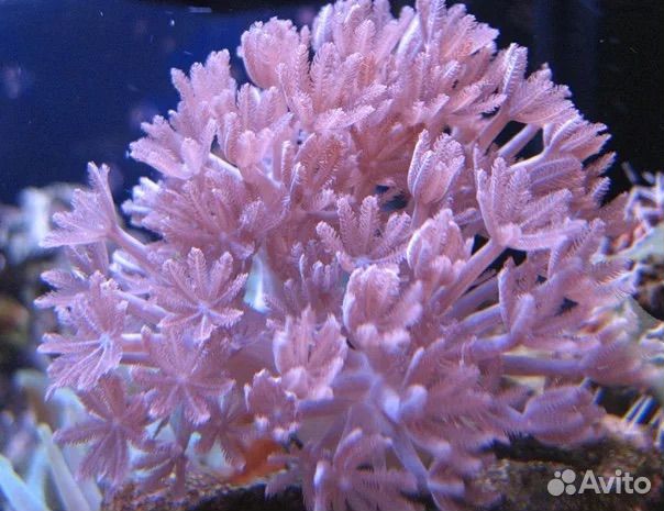 Морские кораллы мягкие