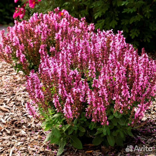 Садовые многолетники