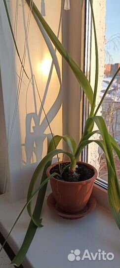 Индийский лук