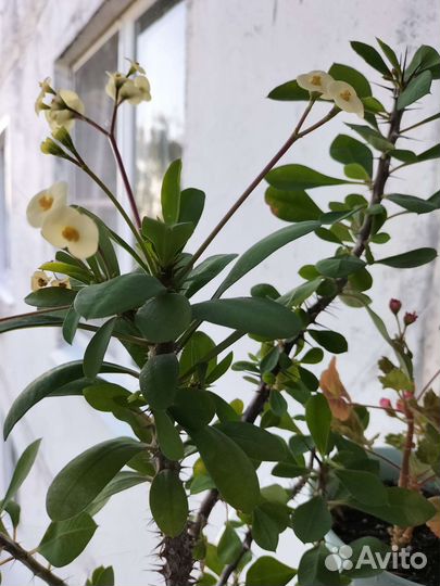 Хойи сортовые