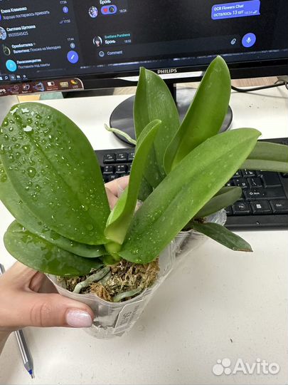 Орхидея фаленопсис бабочка SA-138