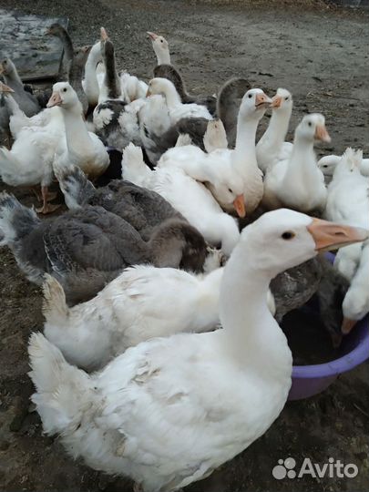 Продам гуси 2,5 месяца