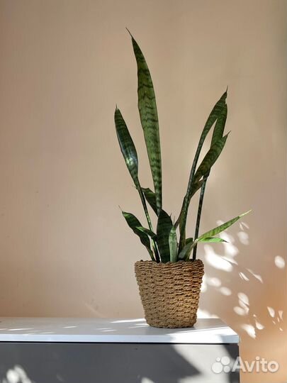 Комнатное растение Сансевиерия в плетенном кашпо