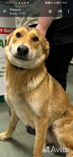 Собака в добрые руки