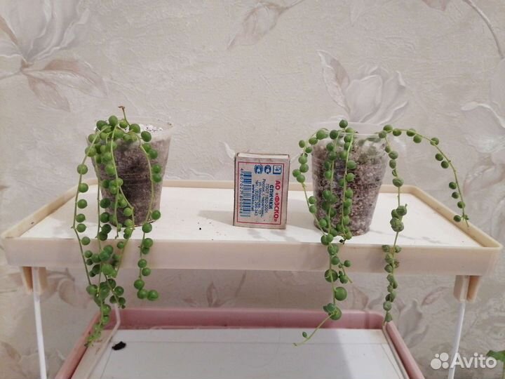 Рассада клубники, крестовник Роули