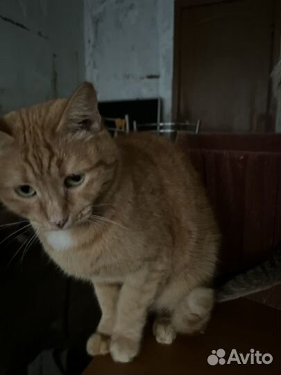 Кошечка в добрые руки
