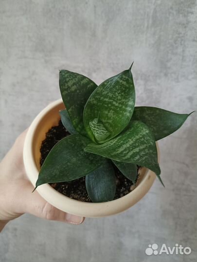 Сансевиерия