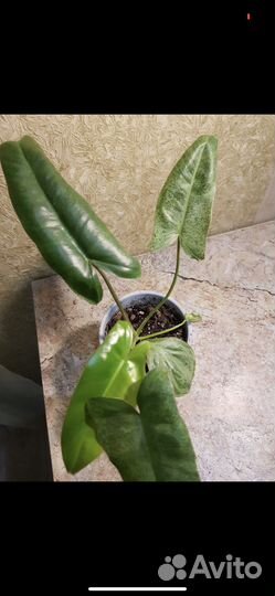 Сортовые филодендроны