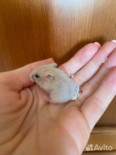 Красивущие 2-х недельные Джунгарские хомячки