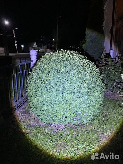 Самшит буксус