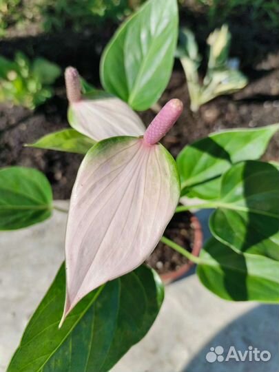 Антуриум Ливиум