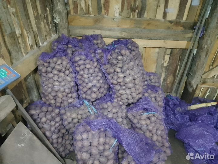 Картофель на корм скоту