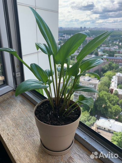 Дримиопсис пятнистый