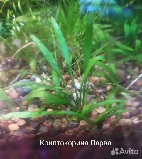 Почвопокровные растения