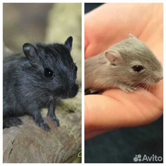 Мышки песчанки Угольная