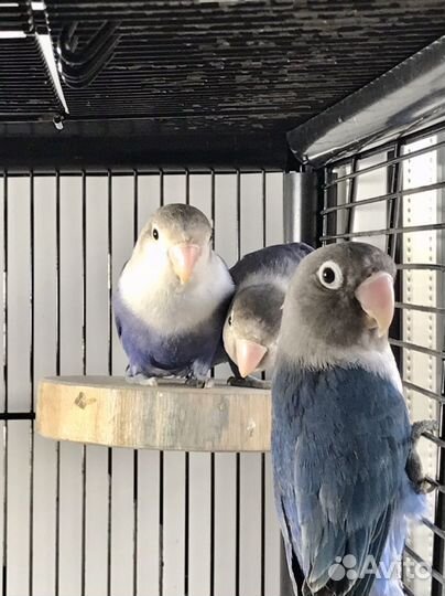 Масковый неразлучник