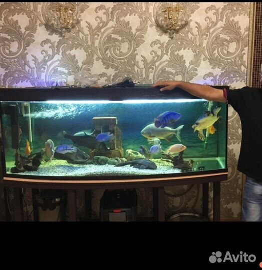 Аквариум с рыбами