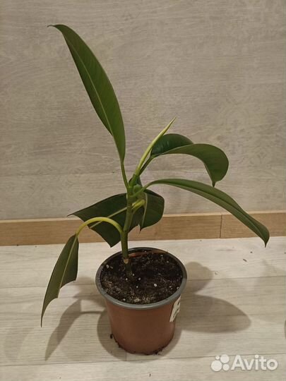 Фикус каучуконосный