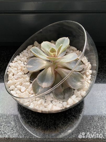 Флорариум мини с эхеверией
