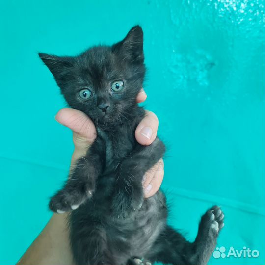 Кошки в добрые руки бесплатно