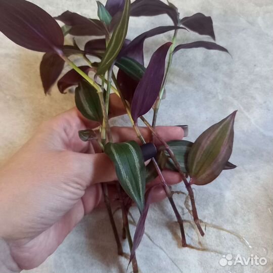 Традесканция зебрина