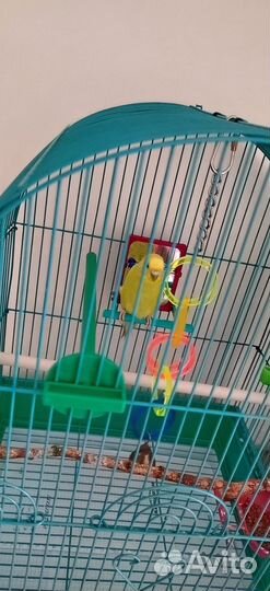 Волнистый попугай самка