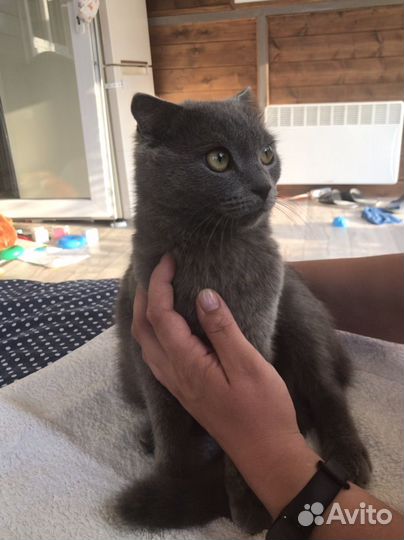 Шотландская вислоухая кошка бесплатно