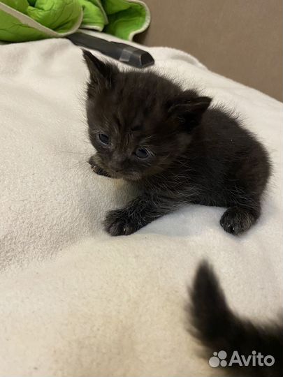 Полубританская