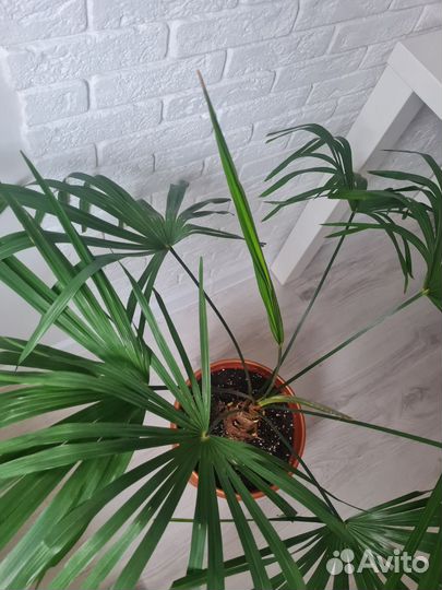 Пальма Трахикарпус Форчуна