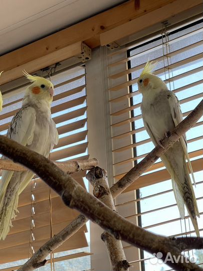 Попугай корелла птенцы