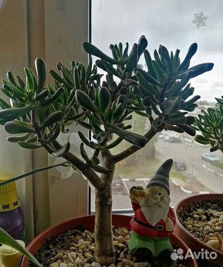 Суккуленты хавортия крассула денежное дерево