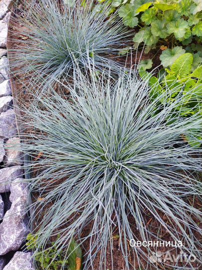 Многолетники: гвоздика, гипсофила, гейхера, тимьян