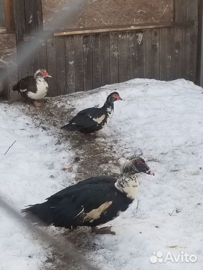 Семья индоуток