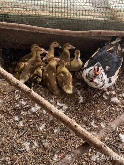 Мускусные утки индоутки индоутята