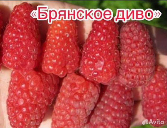 Малина ремонтантная