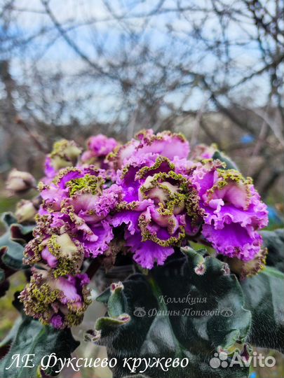 Фиалка комнатные цветы