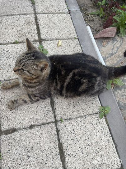 Кошка в дар бесплатно