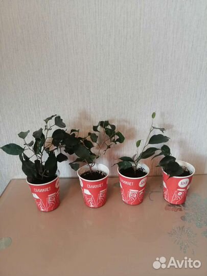 Фикус бенджамина