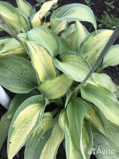 Хоста растение