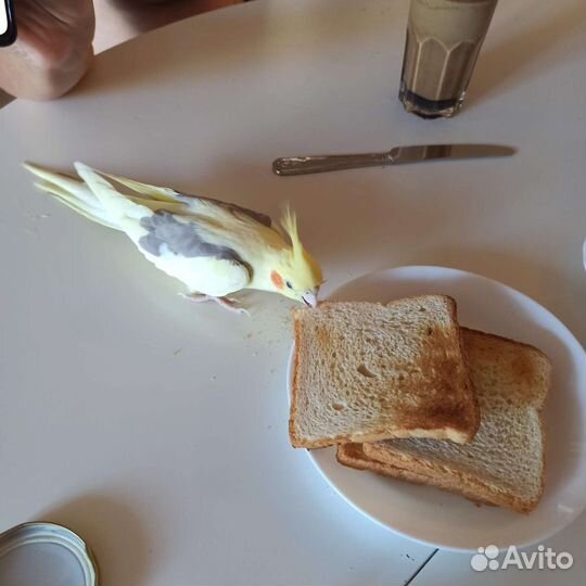 Попугай корелла с клеткой